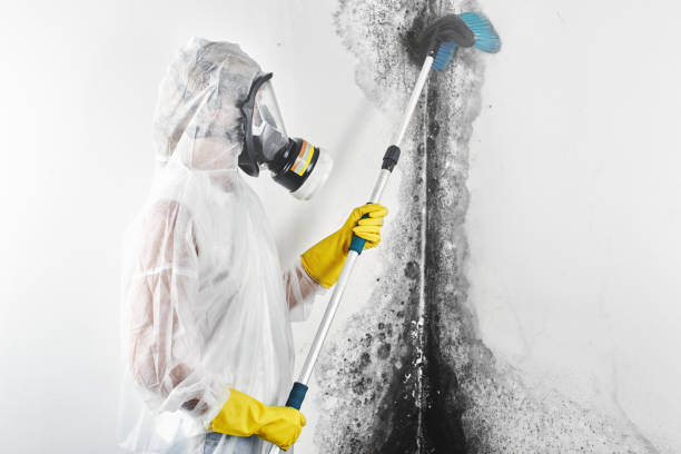 Mold Remediation for Rental Properties in Hawarden, IA