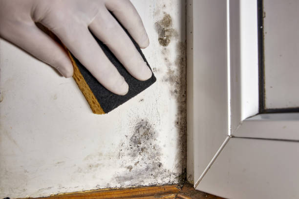 Best Basement Mold Removal  in Hawarden, IA